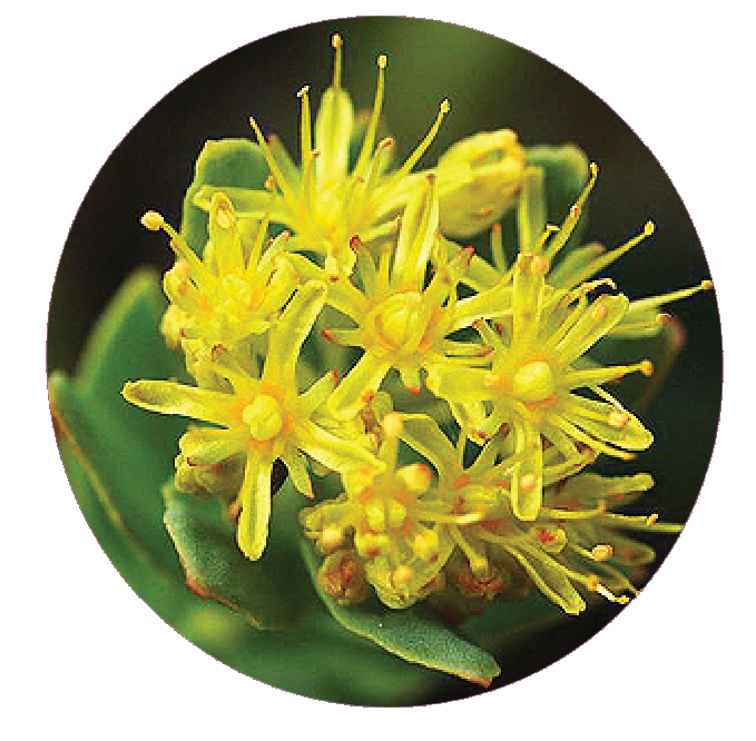 naturburn-rhodiola-rosea