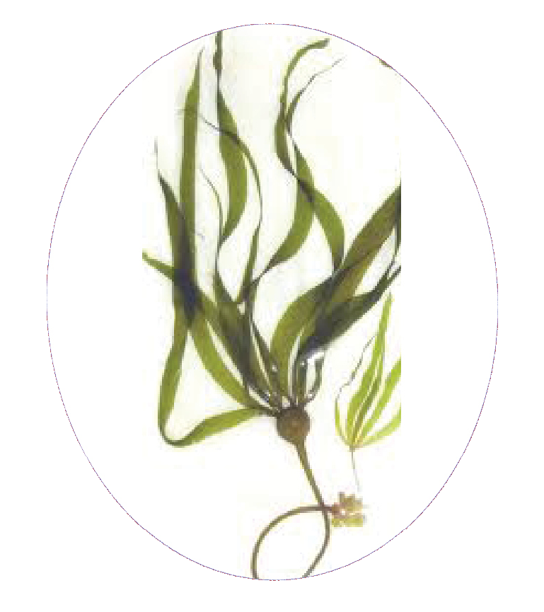 natur-burn-kelp.png