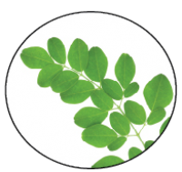 moringa-oleifera8_200x200.png_product_product_product_product_product