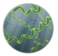 spirulina3.png_product_product