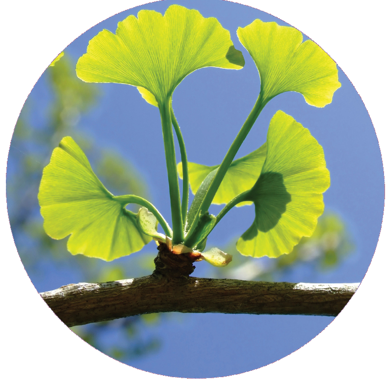 circel-ginkgo biloba.png